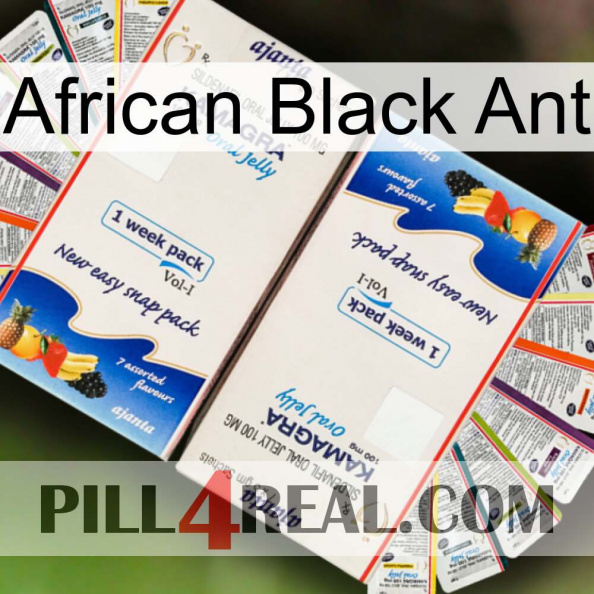 African Black Ant kamagra1.jpg